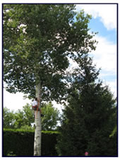 Pruning a poplar tree